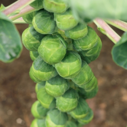 Picture of Brussels Sprout Crispus F1