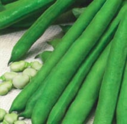 Picture of Organic Broad Bean Super Aquadulce