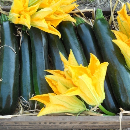 Picture of Courgette Darko F1