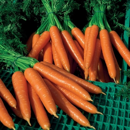 Picture of Carrot Silvano F1