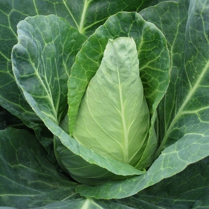 Picture of Organic Cabbage Caraflex F1