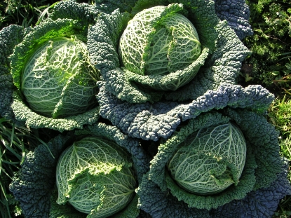 Picture of Savoy Cabbage Providence F1