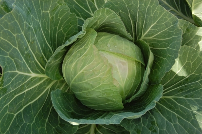 Picture of Cabbage Cabbice F1