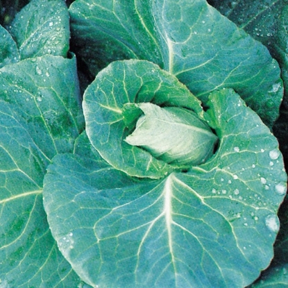 Picture of Cabbage Duncan F1