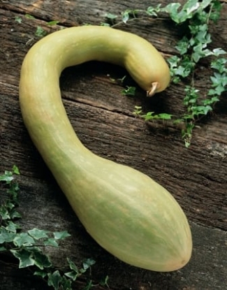 Picture of Courgette Tromboncino Albenga