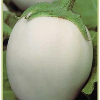 Picture of Aubergine Clara F1