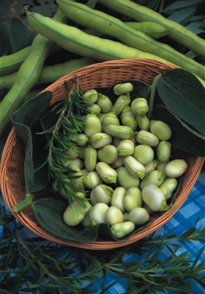 Picture of Broad Bean Witkiem Manita