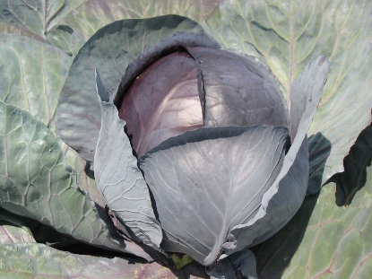 Picture of Cabbage Rovite F1