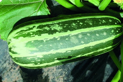 Picture of Courgette Emerald Cross F1