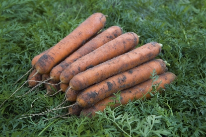 Picture of Carrot Nominator F1