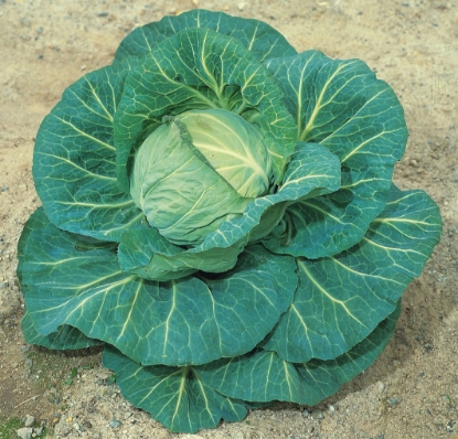 Picture of Cabbage Spring Hero F1