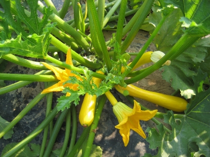 Picture of Courgette Orelia F1