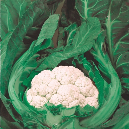 Picture of Cauliflower Snow March F1