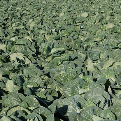 Picture of Cabbage Evergreen F1