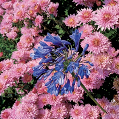 Picture of Agapanthus - Umbellatus Blue