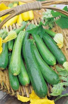 Picture of Courgette Early Gem F1
