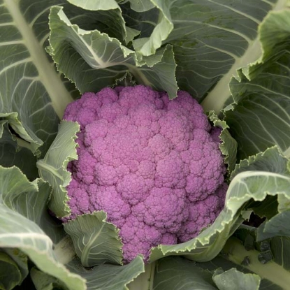 Picture of Cauliflower De Purple F1