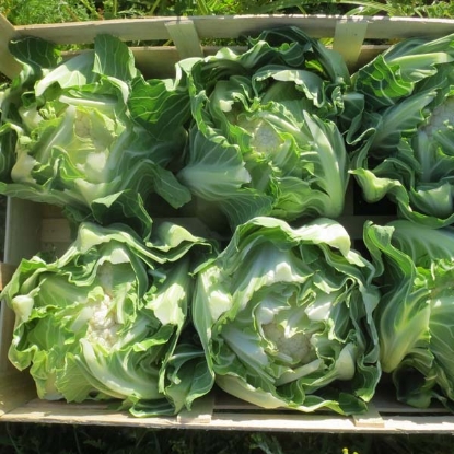 Picture of Cauliflower Aureo F1