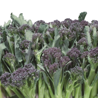 Picture of Broccoli Purple Sprouting Summer Purple F1