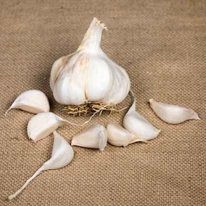 Picture of Garlic Bulbs Provence Wight (Softneck) - Delivery From Mid Oct