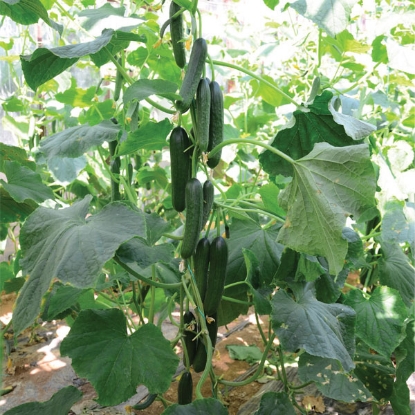 Picture of Cucumber Merlin F1