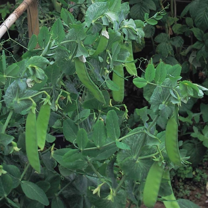 Picture of Pea Oregon Sugar Pod