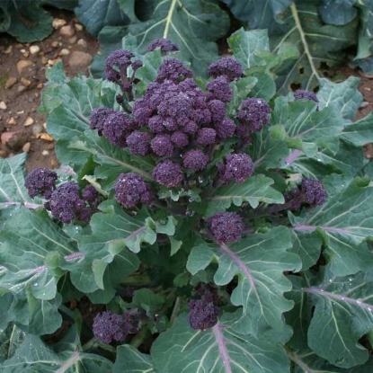 Picture of Broccoli Red Fire F1