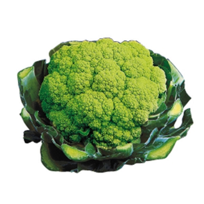 Picture of Cauliflower Green Trevi F1