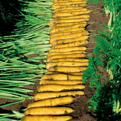 Picture of Organic Carrot Yellowstone