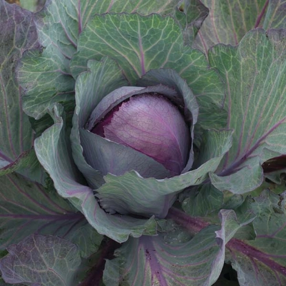 Picture of Cabbage Pink Star F1