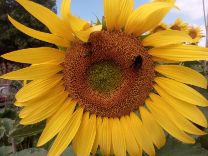 Picture of Agricultural Seed - Sunflower