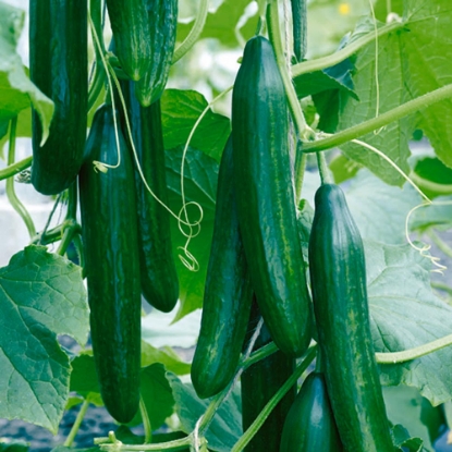 Picture of Cucumber Pepinex F1