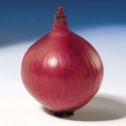 Picture of Onion Sets Red Karmen 500g Nets - January Delivery