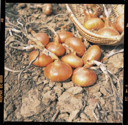 Picture of Onion Set Stuttgart 500g Nets - January Delivery