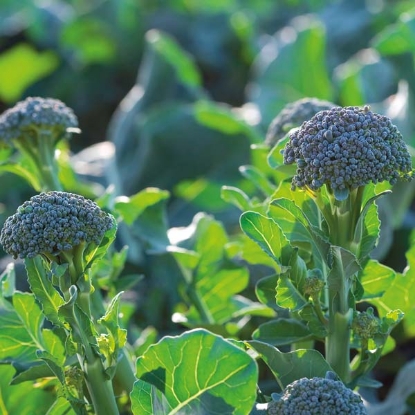 Picture of Broccoli Belverde Sibsey F1