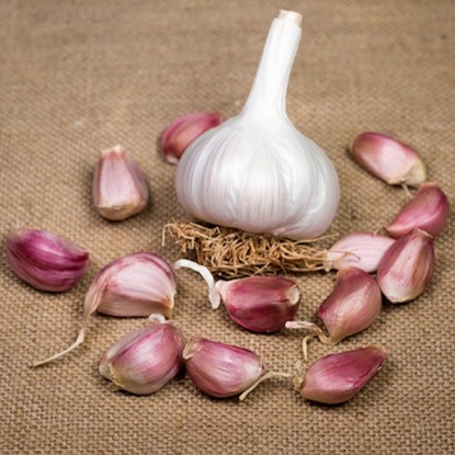 Picture of Garlic Bulbs Carcassonne Wight (Hardneck) - Delivery From Mid Oct
