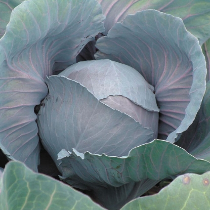 Picture of Cabbage Redcap F1