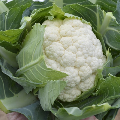 Picture of Cauliflower Skipper F1