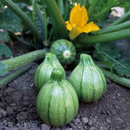 Picture of Courgette Boldenice F1