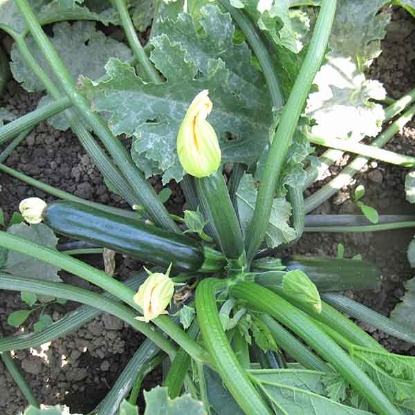 Picture of Courgette Verona F1