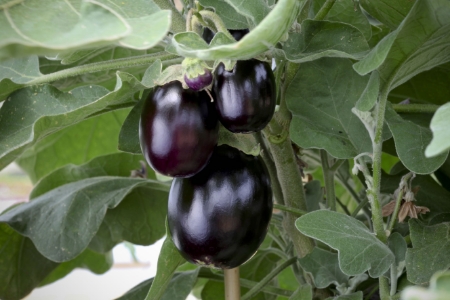 Picture for category Aubergine