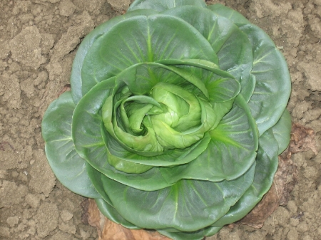 Picture for category Organic Chicory