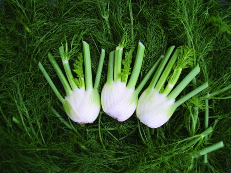 Picture for category Organic Fennel