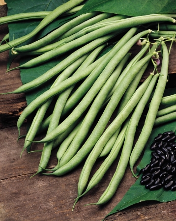 Picture for category Organic Climbing French Bean