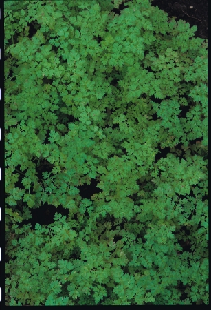 Picture for category Organic Chervil