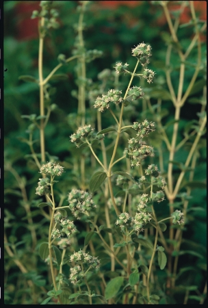 Picture for category Marjoram