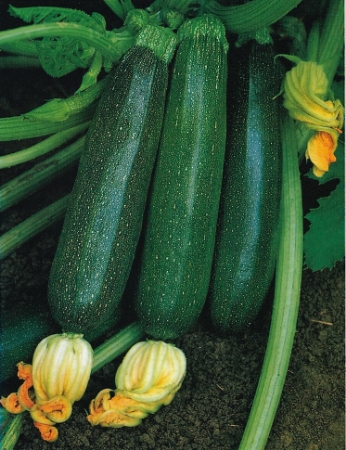 Picture for category Organic Courgette