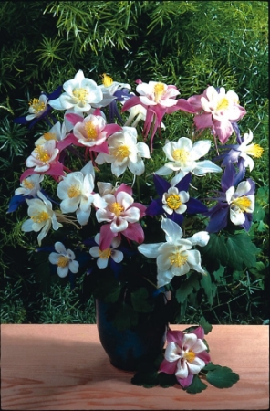 Picture for category Aquilegia