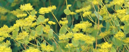 Picture for category Bupleurum