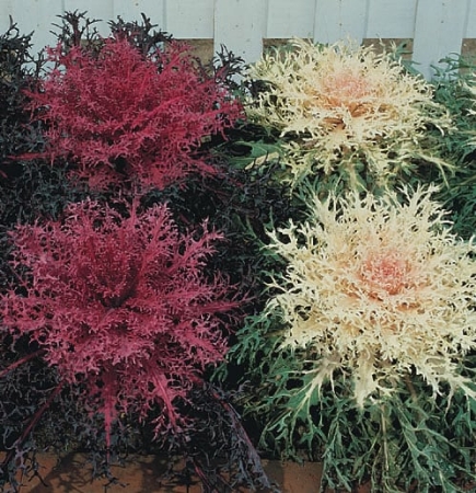 Picture for category Ornamental Brassicas